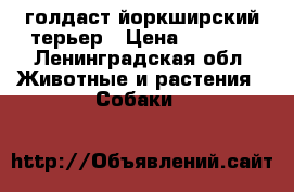 голдаст йоркширский терьер › Цена ­ 8 000 - Ленинградская обл. Животные и растения » Собаки   